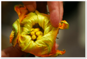 Zucchini Blossom
