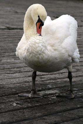 Kinsale Swan
