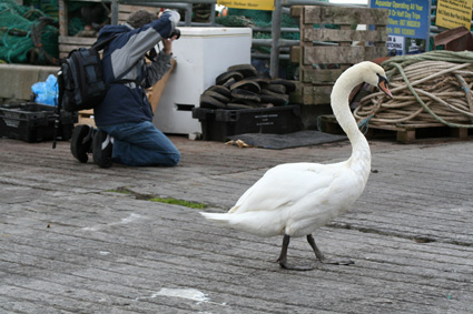 Kinsale Swan
