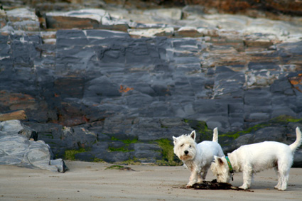 Garrylucas Beach Terriers