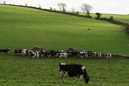 West Cork Cows